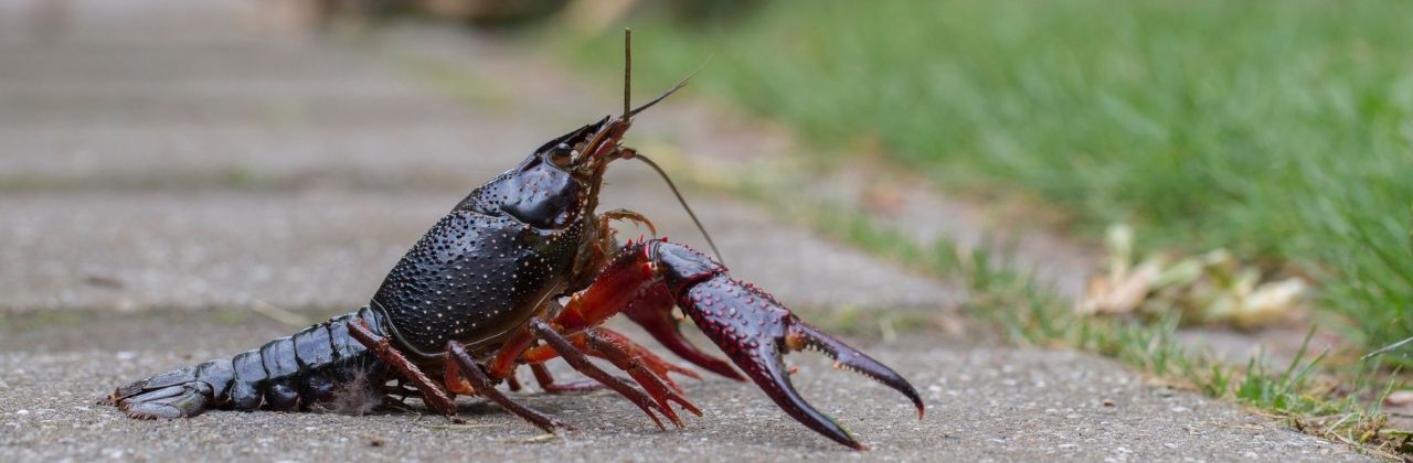 La Tribuna de Ciudad Real: Un crustáceo como 'testigo' del mercurio en el Valdeazogues