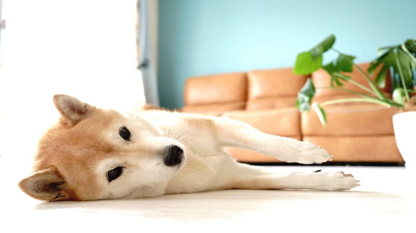 Así afectan las plantas y los perros a l